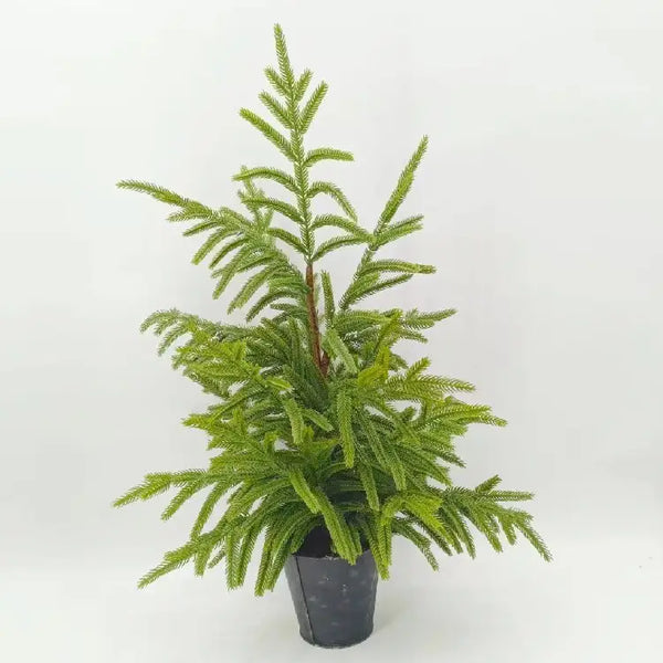 iDESIGN Exclusive 26" Norfolk Pine Christmas Tree