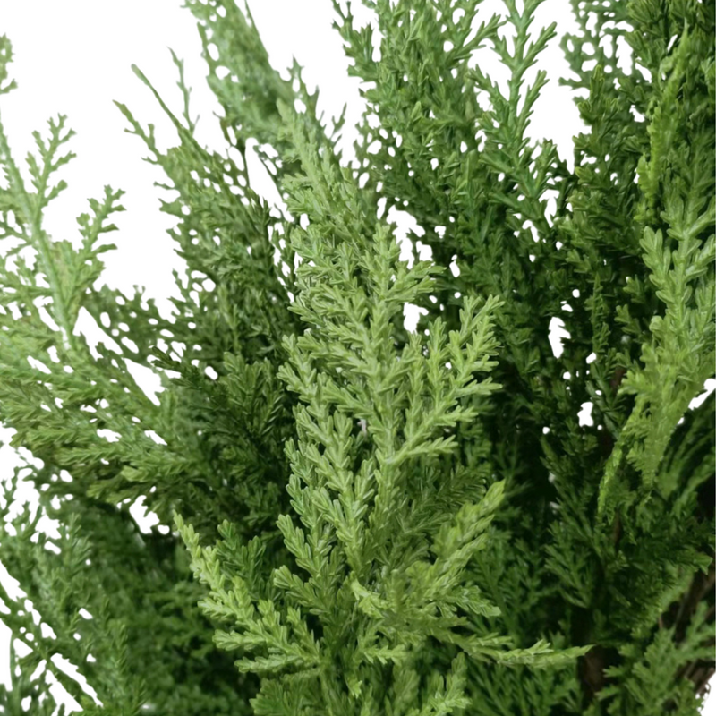 Cypress Cedar Wreath 24"