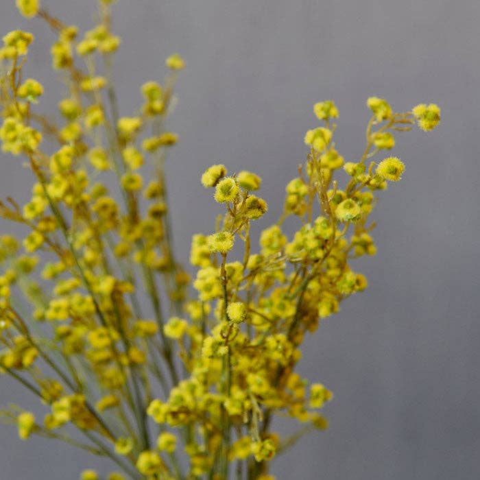 Strilingia Latifolia Stem - Yellow - Artificial Flower