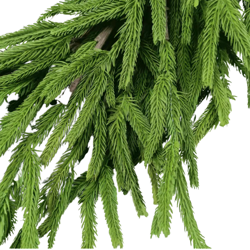 Norfolk Pine Wreath 24"