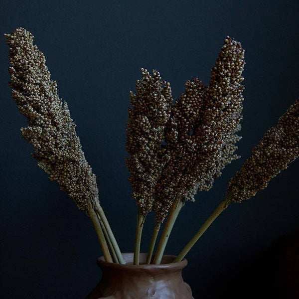 Sorghum Dried Stem - Coffee